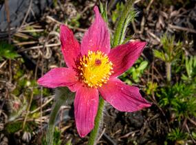 Koniklec obecný 'Pinwheel Dark Red Shades' - Pulsatilla vulgaris 'Pinwheel Dark Red Shades'