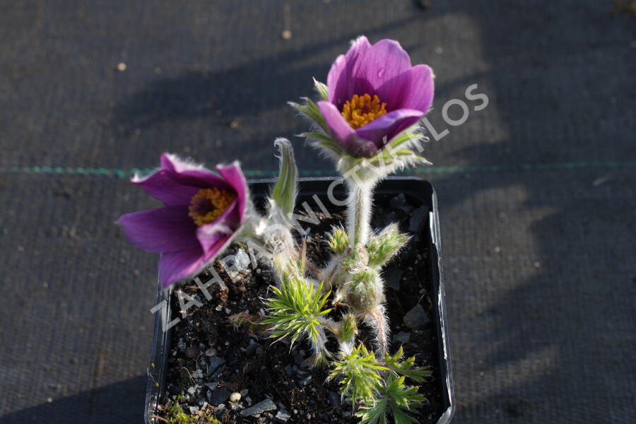 Koniklec obecný 'Pinwheel Blue Violet Shades' - Pulsatilla vulgaris 'Pinwheel Blue Violet Shades'