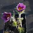 Koniklec obecný 'Pinwheel Blue Violet Shades' - Pulsatilla vulgaris 'Pinwheel Blue Violet Shades'