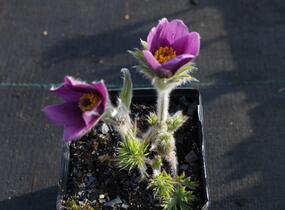 Koniklec obecný 'Pinwheel Blue Violet Shades' - Pulsatilla vulgaris 'Pinwheel Blue Violet Shades'
