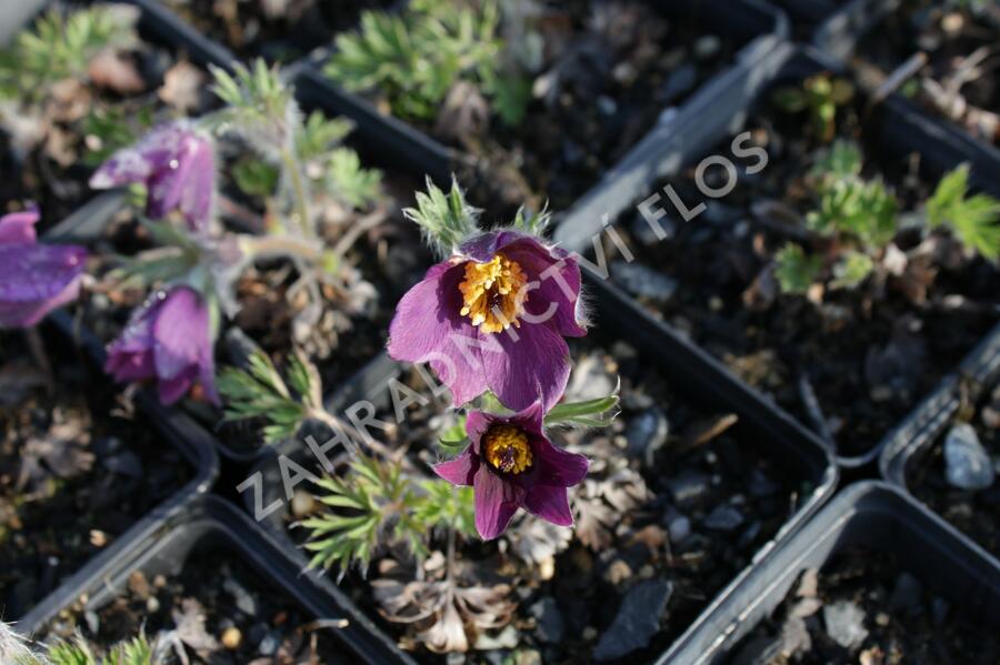 Koniklec obecný 'Pinwheel Blue Violet Shades' - Pulsatilla vulgaris 'Pinwheel Blue Violet Shades'