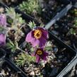 Koniklec obecný 'Pinwheel Blue Violet Shades' - Pulsatilla vulgaris 'Pinwheel Blue Violet Shades'