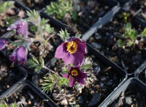 Koniklec obecný 'Pinwheel Blue Violet Shades' - Pulsatilla vulgaris 'Pinwheel Blue Violet Shades'