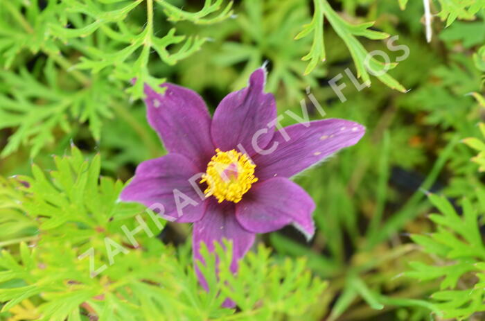 Koniklec obecný 'Pinwheel Blue Violet Shades' - Pulsatilla vulgaris 'Pinwheel Blue Violet Shades'