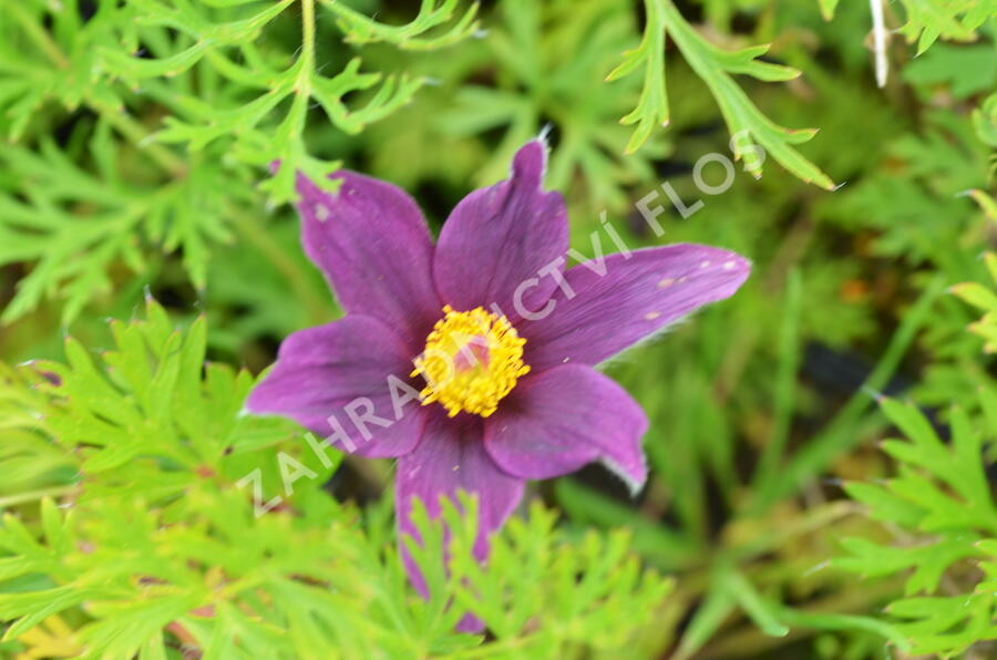 Koniklec obecný 'Pinwheel Blue Violet Shades' - Pulsatilla vulgaris 'Pinwheel Blue Violet Shades'