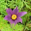 Koniklec obecný 'Pinwheel Blue Violet Shades' - Pulsatilla vulgaris 'Pinwheel Blue Violet Shades'