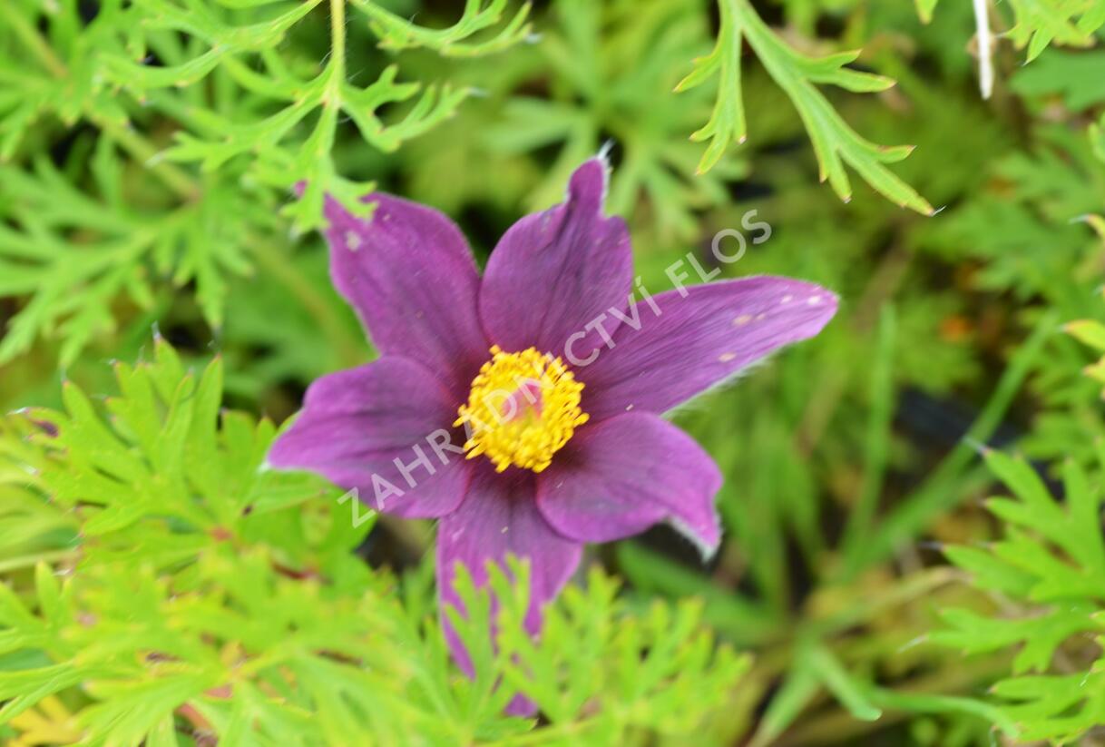 Koniklec obecný 'Pinwheel Blue Violet Shades' - Pulsatilla vulgaris 'Pinwheel Blue Violet Shades'