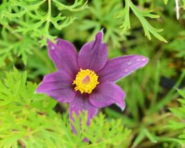 Koniklec obecný 'Pinwheel Blue Violet Shades'