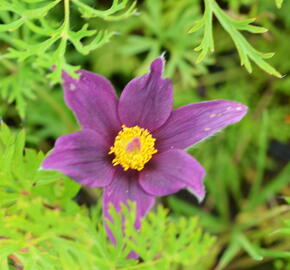 Koniklec obecný 'Pinwheel Blue Violet Shades' - Pulsatilla vulgaris 'Pinwheel Blue Violet Shades'