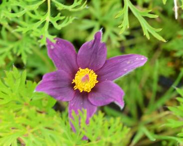 Koniklec obecný 'Pinwheel Blue Violet Shades'