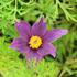 koniklec-obecny-pinwheel-blue-violet-shades.jpg