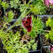 Koniklec obecný 'Rote Glocke' - Pulsatilla vulgaris 'Rote Glocke'