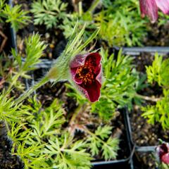 Koniklec obecný 'Rote Glocke' - Pulsatilla vulgaris 'Rote Glocke'