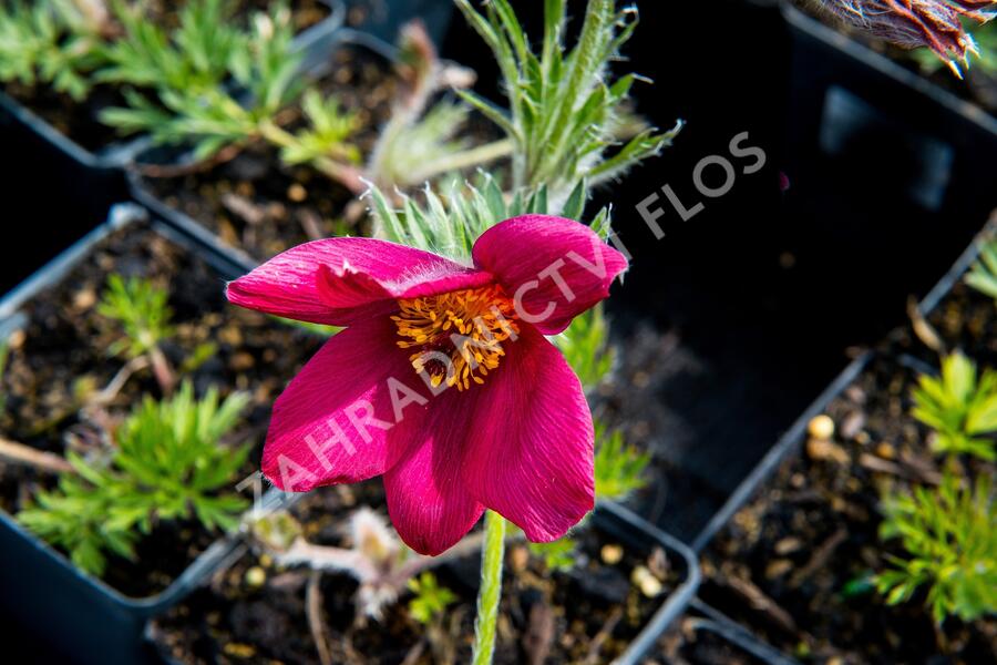 Koniklec obecný 'Rote Glocke' - Pulsatilla vulgaris 'Rote Glocke'