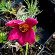 Koniklec obecný 'Rote Glocke' - Pulsatilla vulgaris 'Rote Glocke'