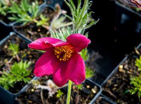 Koniklec obecný 'Rote Glocke' - Pulsatilla vulgaris 'Rote Glocke'