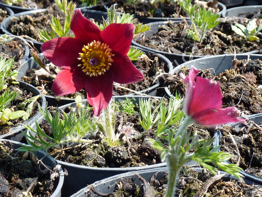 Koniklec obecný 'Rote Glocke' - Pulsatilla vulgaris 'Rote Glocke'