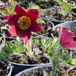 Koniklec obecný 'Rote Glocke' - Pulsatilla vulgaris 'Rote Glocke'