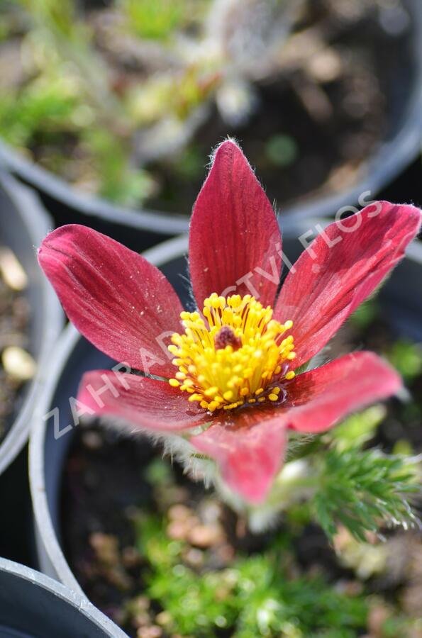 Koniklec obecný 'Rote Glocke' - Pulsatilla vulgaris 'Rote Glocke'