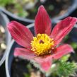 Koniklec obecný 'Rote Glocke' - Pulsatilla vulgaris 'Rote Glocke'