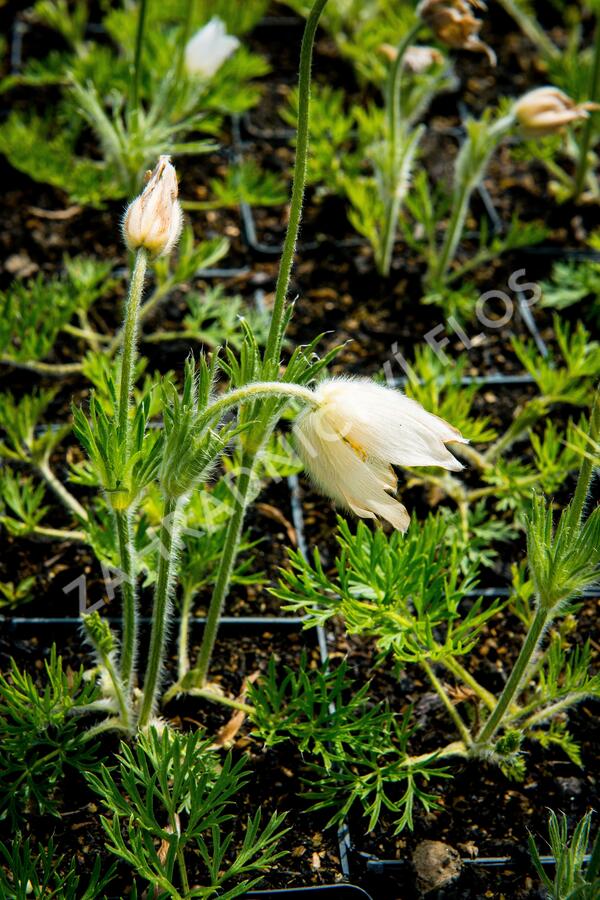 Koniklec obecný 'Alba' - Pulsatilla vulgaris 'Alba'