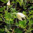 Koniklec obecný 'Alba' - Pulsatilla vulgaris 'Alba'