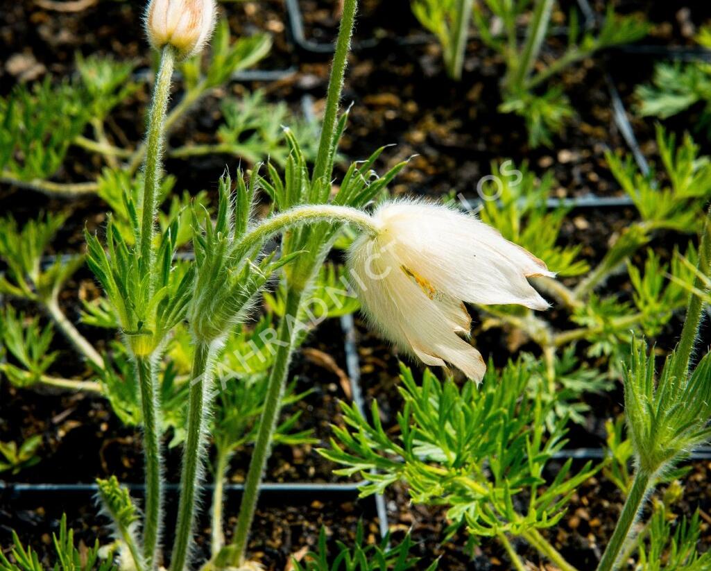 Koniklec obecný 'Alba' - Pulsatilla vulgaris 'Alba'
