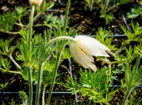 Koniklec obecný 'Alba' - Pulsatilla vulgaris 'Alba'