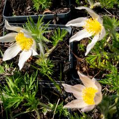 Koniklec obecný 'Alba' - Pulsatilla vulgaris 'Alba'