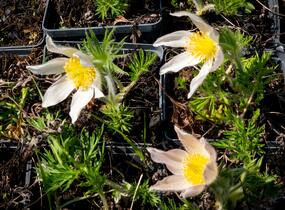 Koniklec obecný 'Alba' - Pulsatilla vulgaris 'Alba'