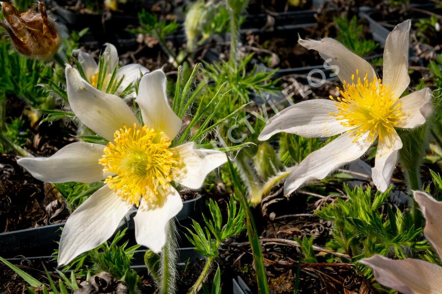 Koniklec obecný 'Alba' - Pulsatilla vulgaris 'Alba'