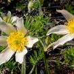 Koniklec obecný 'Alba' - Pulsatilla vulgaris 'Alba'