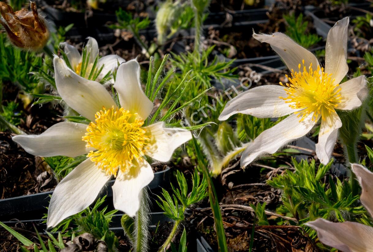 Koniklec obecný 'Alba' - Pulsatilla vulgaris 'Alba'