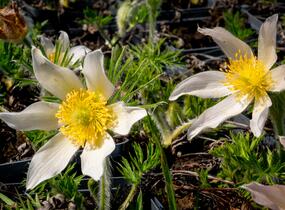 Koniklec obecný 'Alba' - Pulsatilla vulgaris 'Alba'