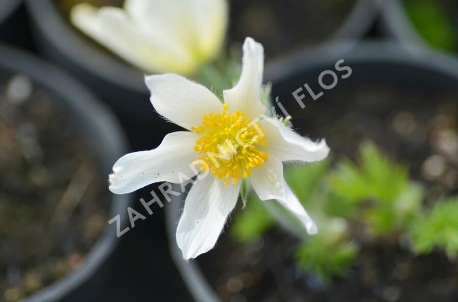 Koniklec obecný 'Alba' - Pulsatilla vulgaris 'Alba'