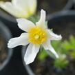 Koniklec obecný 'Alba' - Pulsatilla vulgaris 'Alba'