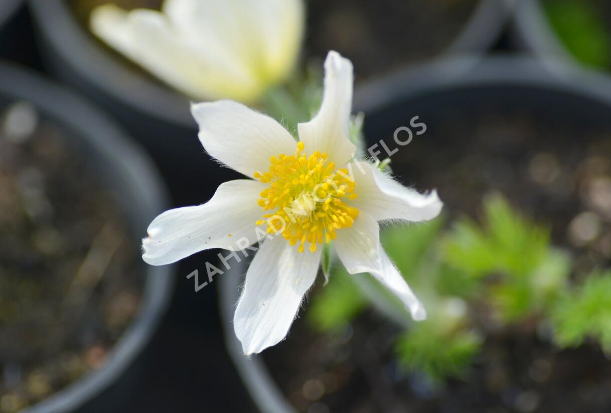 Koniklec obecný 'Alba' - Pulsatilla vulgaris 'Alba'