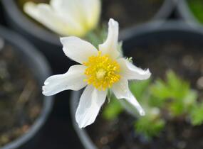 Koniklec obecný 'Alba' - Pulsatilla vulgaris 'Alba'