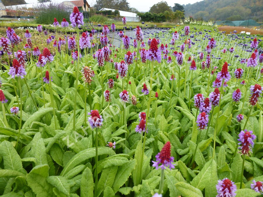 Prvosenka vstavačokvětá 'Red Hot Poker' - Primula vialii 'Red Hot Poker'