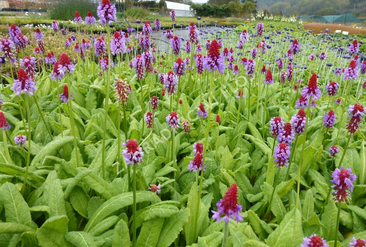 Prvosenka vstavačokvětá 'Red Hot Poker' - Primula vialii 'Red Hot Poker'