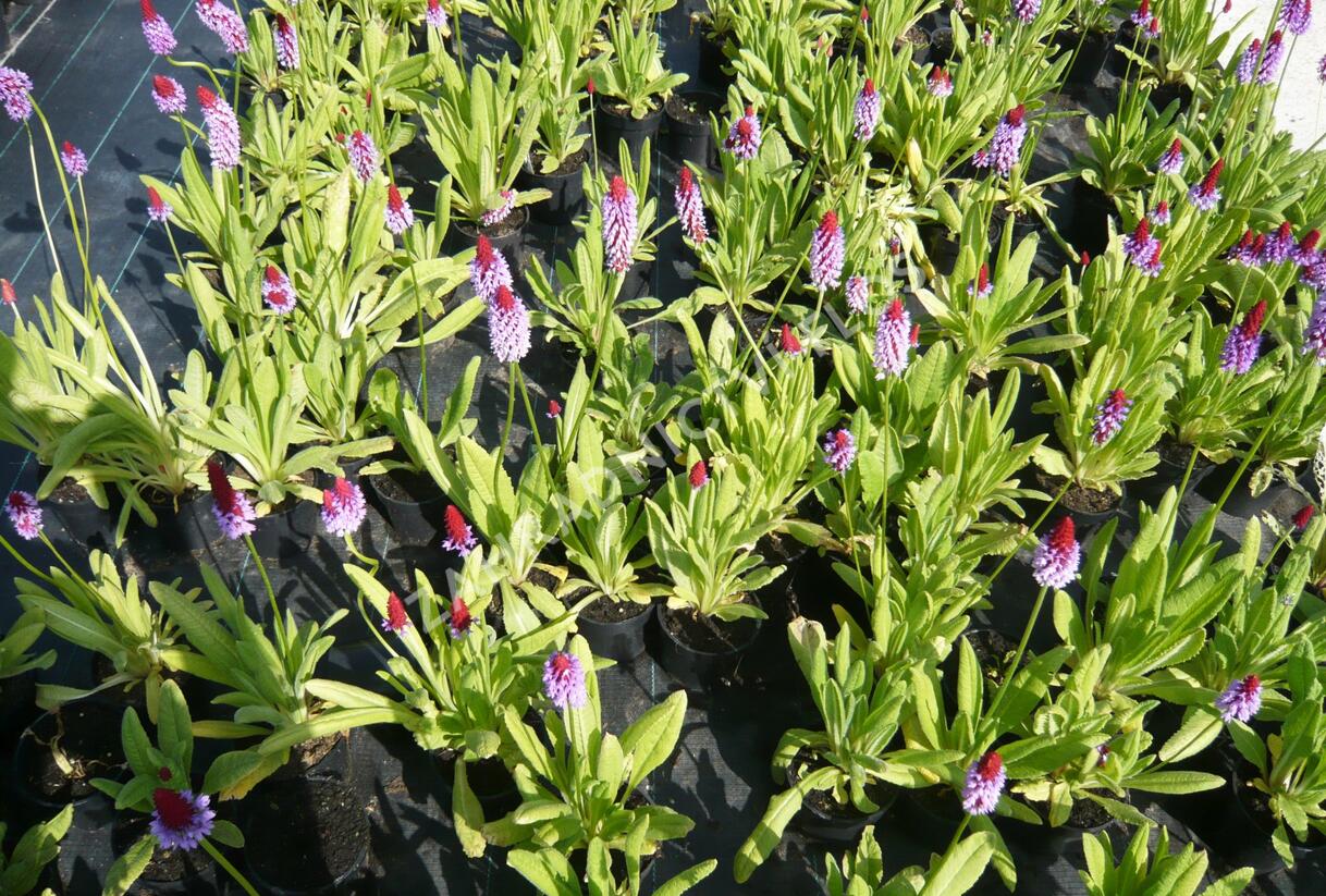 Prvosenka vstavačokvětá 'Red Hot Poker' - Primula vialii 'Red Hot Poker'