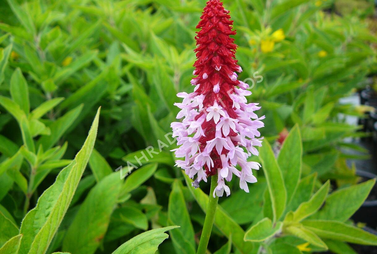 Prvosenka vstavačokvětá 'Red Hot Poker' - Primula vialii 'Red Hot Poker'