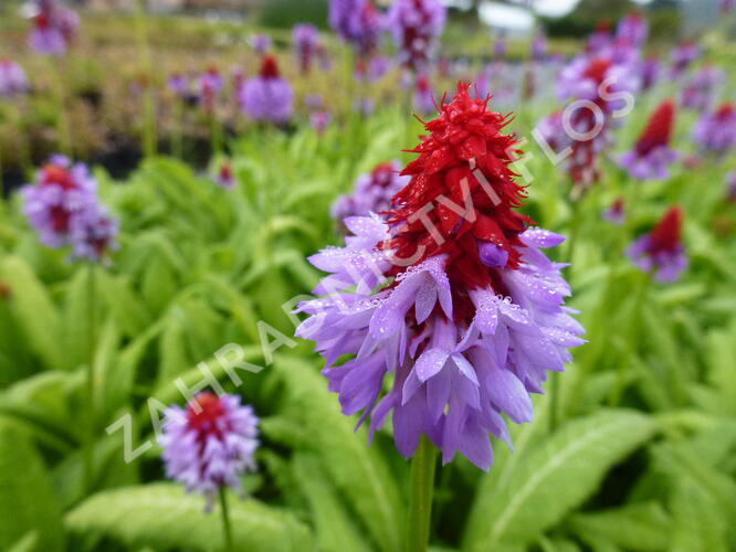Prvosenka vstavačokvětá 'Red Hot Poker' - Primula vialii 'Red Hot Poker'
