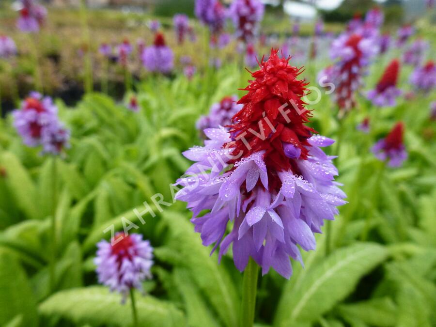 Prvosenka vstavačokvětá 'Red Hot Poker' - Primula vialii 'Red Hot Poker'