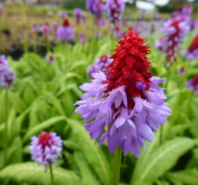 Prvosenka vstavačokvětá 'Red Hot Poker' - Primula vialii 'Red Hot Poker'