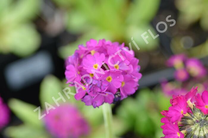 Prvosenka zoubkatá 'Corolla Deep Rose' - Primula denticulata 'Corolla Deep Rose'