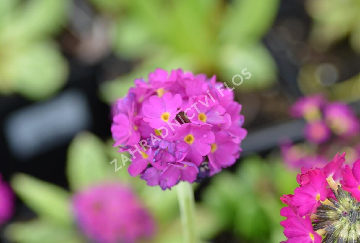 Prvosenka zoubkatá 'Corolla Deep Rose' - Primula denticulata 'Corolla Deep Rose'