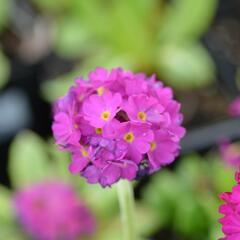 Prvosenka zoubkatá 'Corolla Deep Rose' - Primula denticulata 'Corolla Deep Rose'