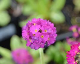 Prvosenka zoubkatá 'Corolla Deep Rose'