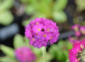 Prvosenka zoubkatá 'Corolla Deep Rose' - Primula denticulata 'Corolla Deep Rose'